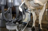 Vaca sendo ordenhada por máquina. Equipamento de ordenha conectado ao úbere do animal em um estábulo.