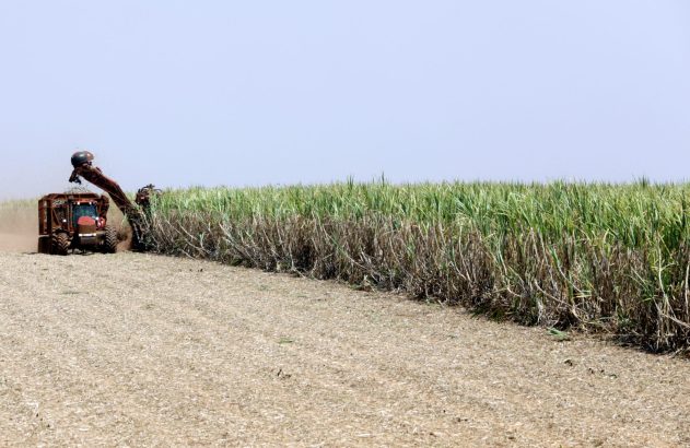 Colheitadeira mecânica colhendo cana-de-açúcar em lavoura. Chão com palha da colheita.