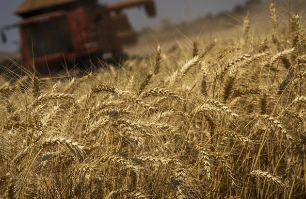Trigo maduro em campo com colheitadeira colhendo ao fundo.