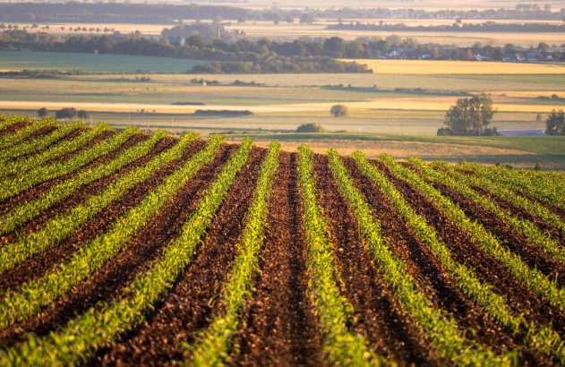 Fileiras de plantas verdes cultivadas num campo, com um vale e mais campos agrícolas e árvores ao fundo.