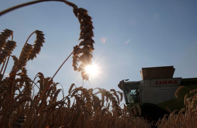 Colheitadeira CLAAS colhendo trigo dourado. O sol forte brilha atrás das espigas em primeiro plano.