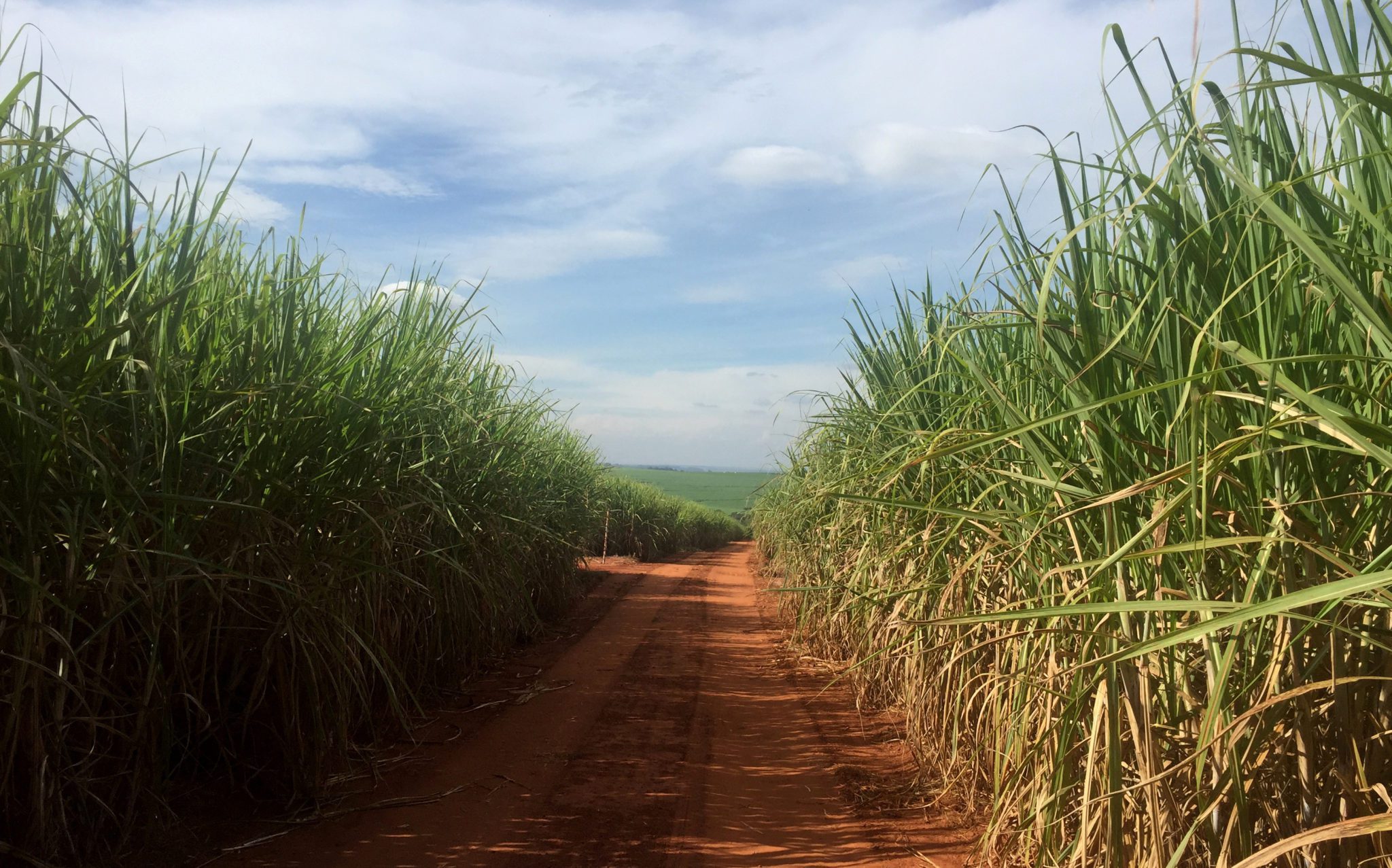 Açúcar sobe com sinais de que seca no Brasil pode apertar oferta