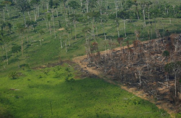 Vista aérea de desmatamento: floresta queimada com árvores mortas e área de gramado verde com árvores dispersas.