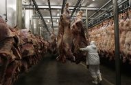 Trabalhador de branco manuseia carcaças de carne penduradas em frigorífico industrial.