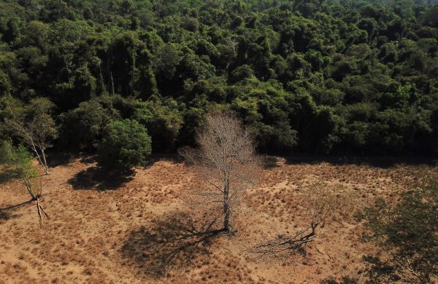 Floresta verde contrasta com terreno árido e árvores secas. Sombra de árvore morta no centro.