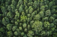 Vista aérea de uma densa floresta, mostrando as copas verdes das árvores.