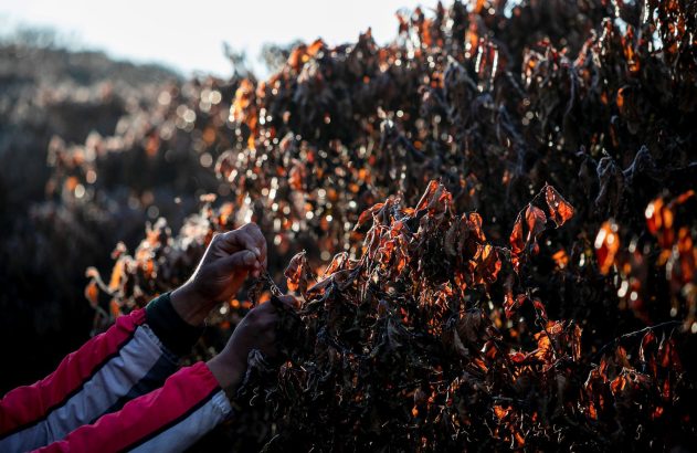Mãos em jaqueta rosa manuseiam folhas secas e alaranjadas de arbusto sob contraluz brilhante.