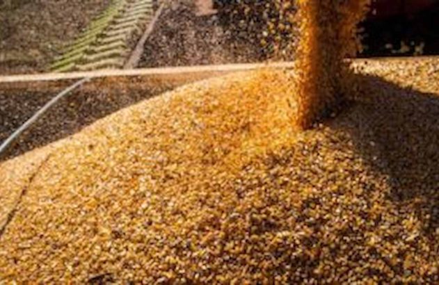 Milho dourado sendo descarregado, formando uma grande pilha ao ar livre.