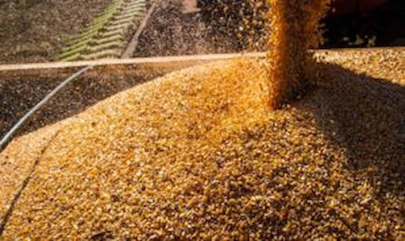 Tarifas sobre EUA elevam demanda e preços de produtos do agro brasileiro