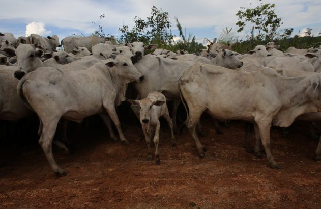 Rebanho de gado branco, incluindo bezerro, sendo conduzido em terra vermelha.