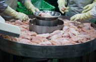 Filés de frango crus sendo processados por mãos enluvadas em esteira industrial circular.