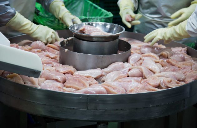 Filés de frango crus sendo processados por mãos enluvadas em esteira industrial circular.