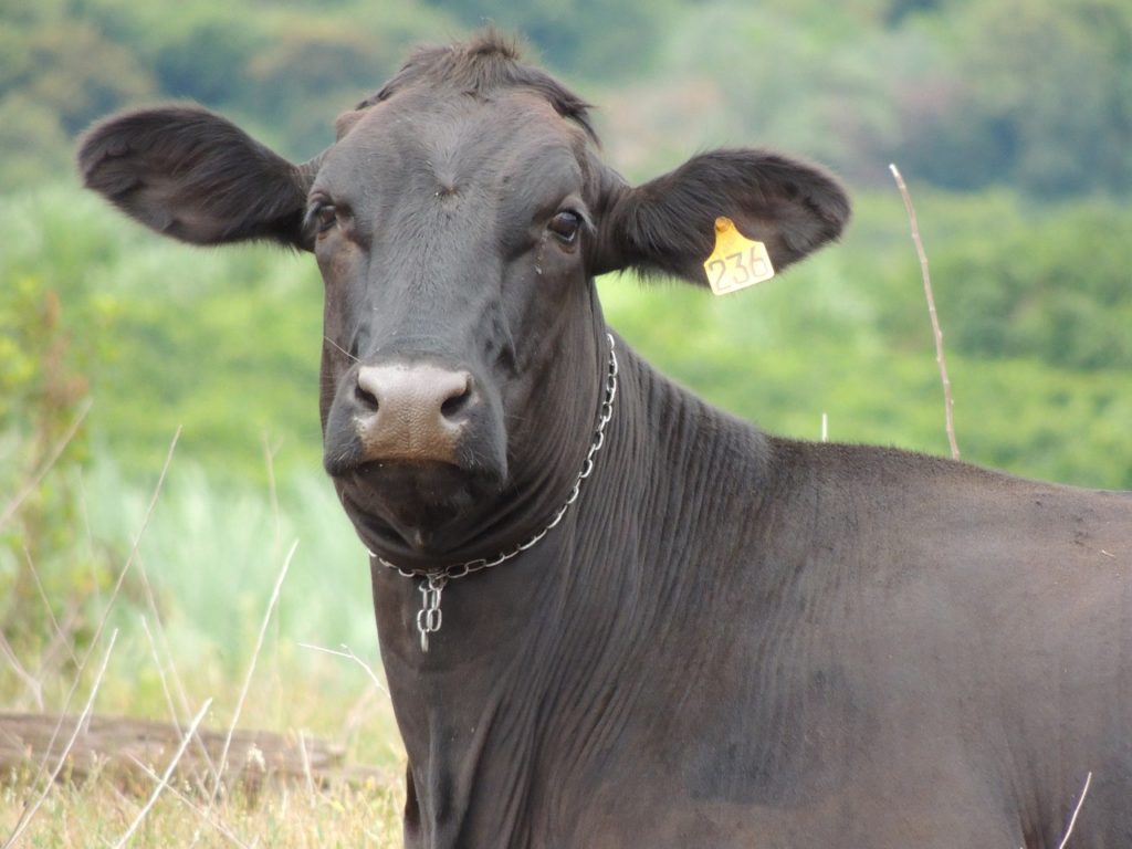 Gado (Foto: Vinícius Zero/Pixabay)