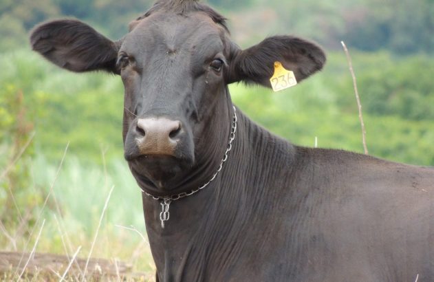 Gado (Foto: Vinícius Zero/Pixabay)