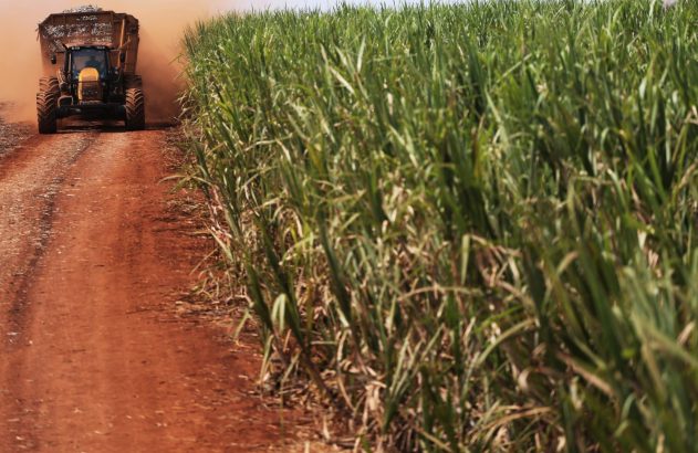 Trator com cana-de-açúcar levanta poeira em estrada de terra ao lado de campo de cana.