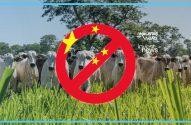 Círculo de proibição vermelho com estrelas da China sobre rebanho de gado em pasto verde.