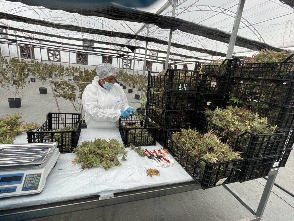 Pessoa de branco processa colheita de plantas em estufa. Caixas de produto e balança na mesa.