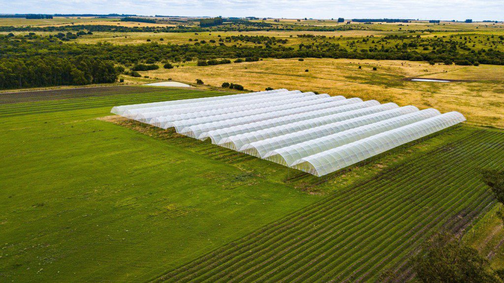 Vista aérea: campo agrícola com longas estufas brancas em fileiras e áreas de cultivo verde.