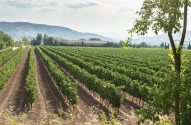 Vinícolas