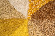 Diversos grãos organizados em círculos, incluindo arroz, milho, trigo sarraceno, trigo, aveia, milheto e bulgur.
