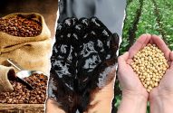 Três painéis: sacos de grãos de café, mãos cobertas de óleo escuro e mãos segurando grãos de soja com campo ao fundo.