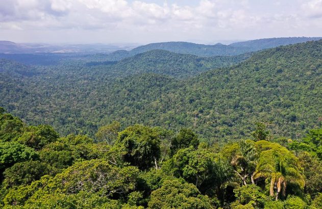 Vista panorâmica de vasta floresta densa, com árvores verdes cobrindo colinas e montanhas sob céu parcialmente nublado.