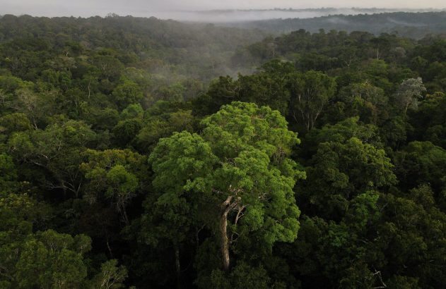 Vista aérea de floresta densa e verde, com neblina distante. Uma grande árvore se destaca em primeiro plano.