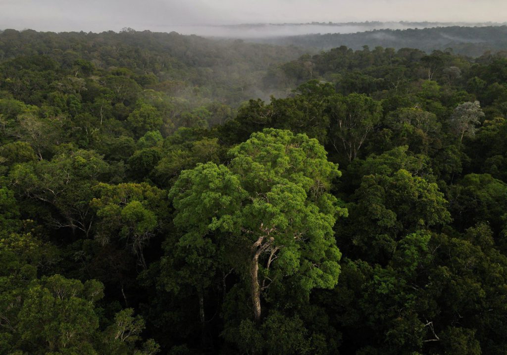 Vista aérea de uma floresta tropical densa com árvores verdes e neblina sobre o horizonte ao fundo.
