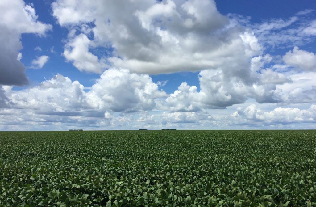 Vasto campo verde de plantas sob céu azul com muitas nuvens brancas, com árvores distantes no horizonte.