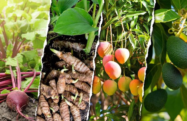 Variedade de culturas agrícolas: beterrabas com folhas, rizomas de açafrão, mangas e abacates em seus galhos.