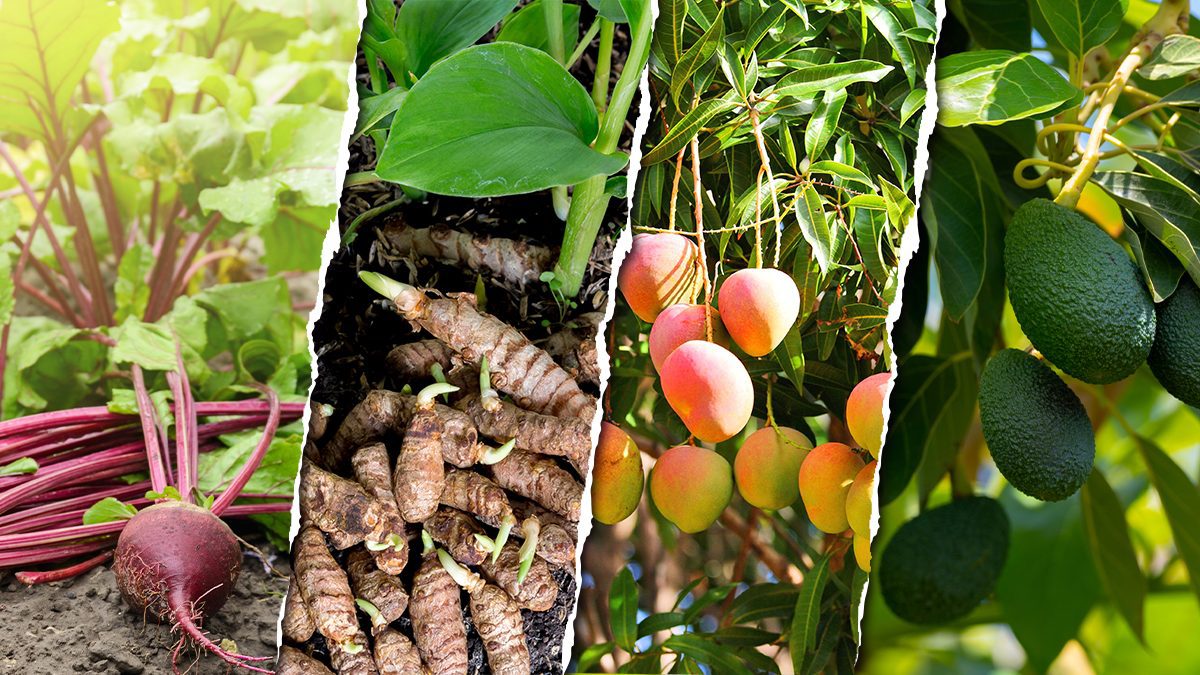 Boom de recuperações judiciais no agro pode encarecer o crédito ao produtor