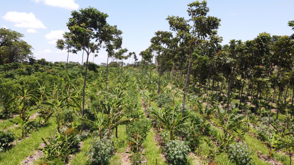 Fileiras de plantas diversas e árvores em um sistema agroflorestal.