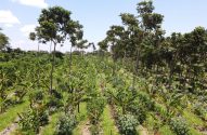 Fileiras de plantas diversas e árvores em um sistema agroflorestal.
