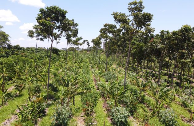 Fileiras de plantas diversas e árvores em um sistema agroflorestal.