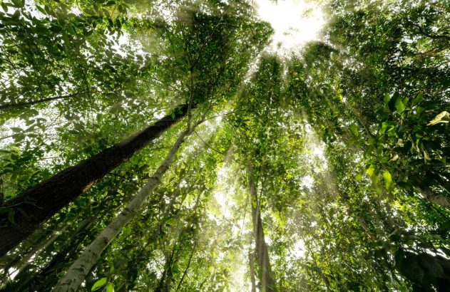 Florestas altas com raios de sol brilhando através do dossel verde e denso.