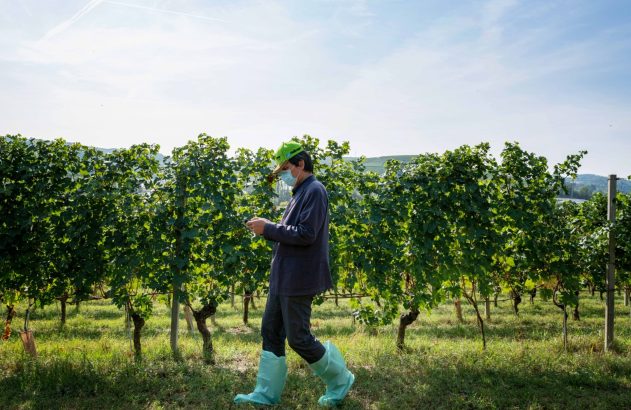 Pessoa de botas verdes caminhando em um vinhedo verdejante sob céu azul.