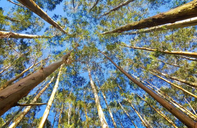 Vista de baixo de árvores altas com troncos claros e folhas verdes sob céu azul.