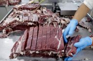 Mãos com luvas azuis cortam grandes pedaços de carne crua em uma mesa de metal.