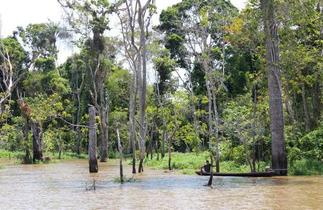Homem em canoa a motor em rio barrento, com árvores e troncos emergindo da água e floresta ao fundo.