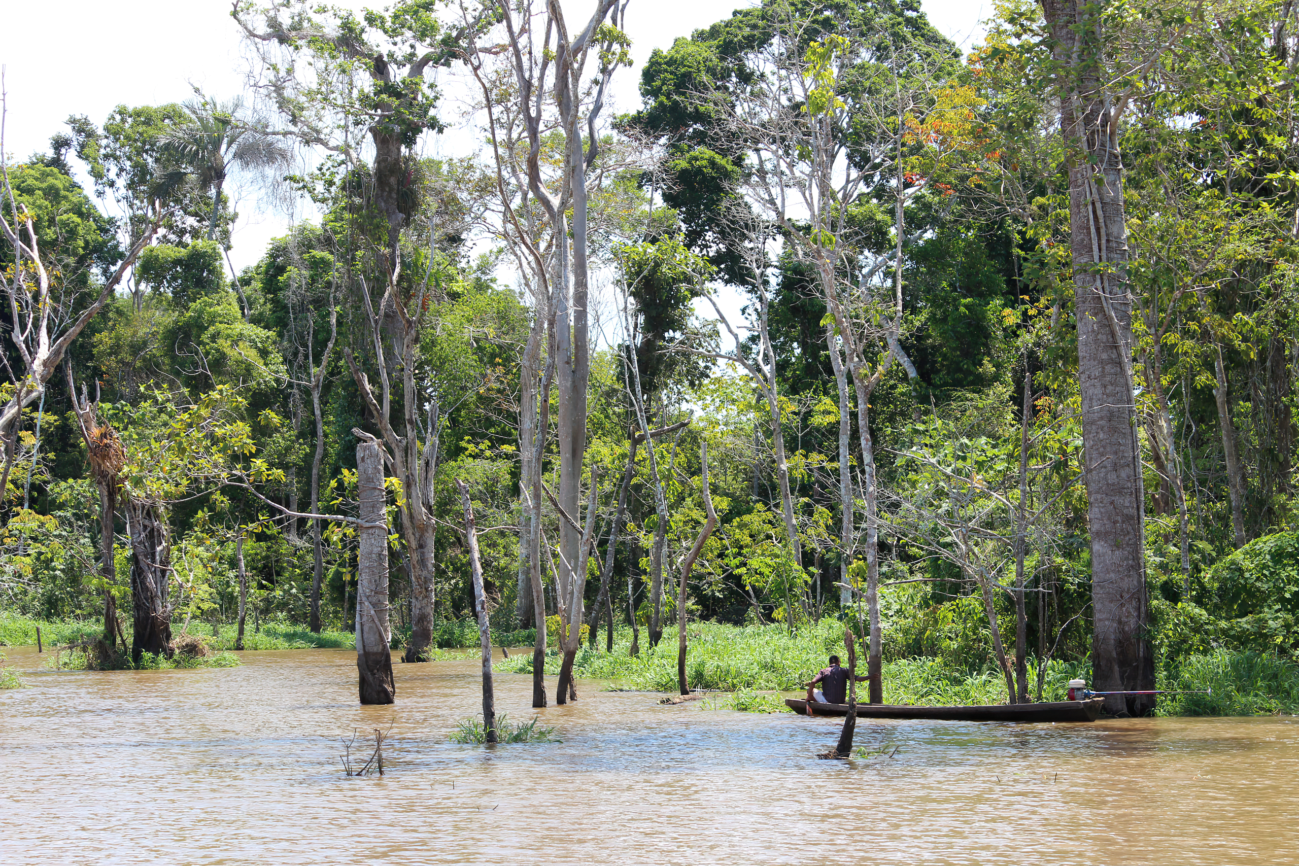 Floresta inundada da Amazônia