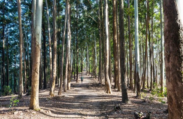 Pessoa caminhando em trilha de floresta de eucaliptos com luz solar e sombras.