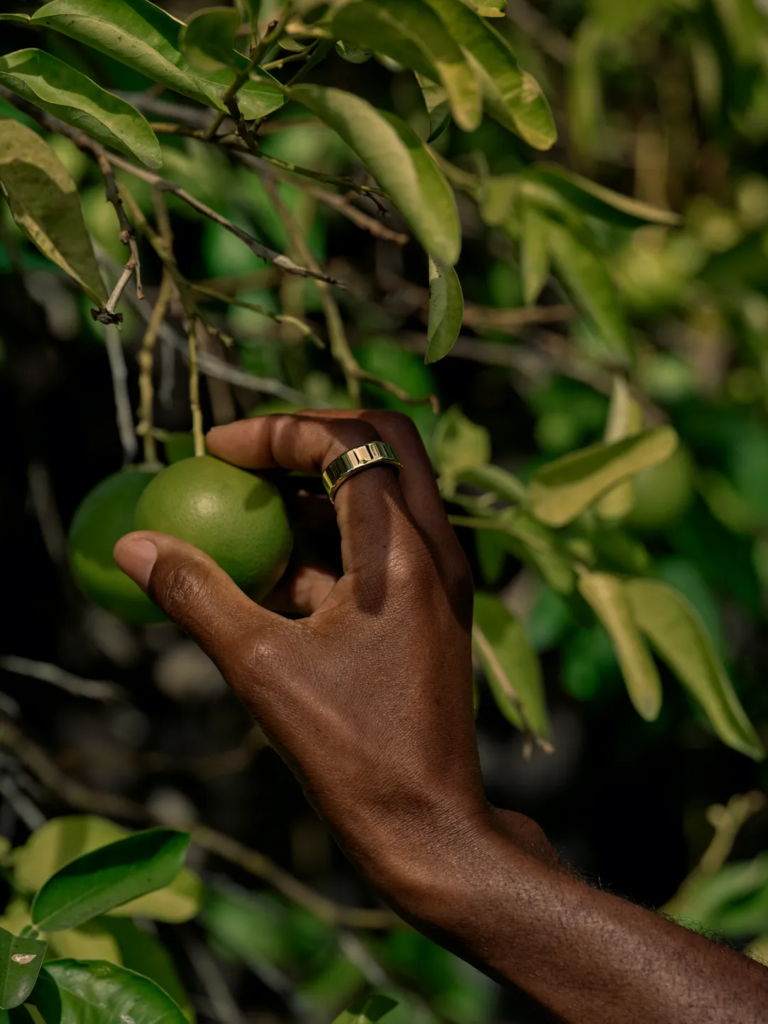 Mão escura com anel dourado toca frutos verdes em árvore.