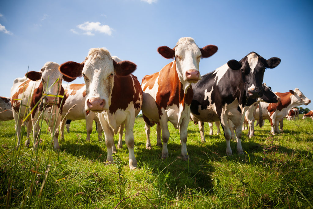 Vacas marrons/brancas e pretas/brancas em pasto verde. Algumas olham para a câmera sob céu azul.