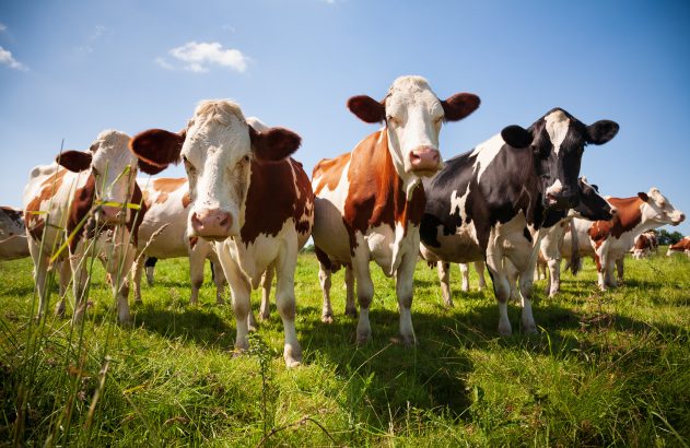 Vacas marrons/brancas e pretas/brancas em pasto verde. Algumas olham para a câmera sob céu azul.