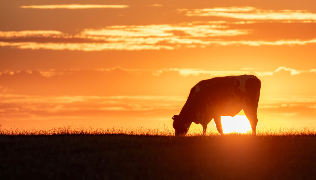 Silhueta de vaca pastando em campo ao pôr do sol, com céu alaranjado e nuvens em faixas.