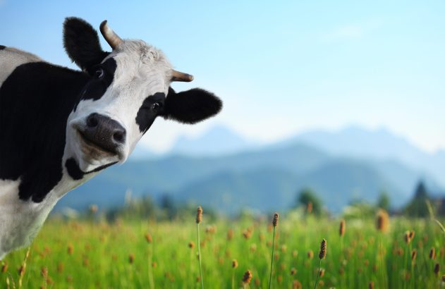 Vaca preta e branca com chifres, olhando de perto para a câmera, em campo verde com montanhas no fundo.