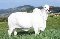 Vaca mais cara