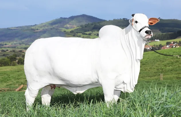 Vaca mais cara