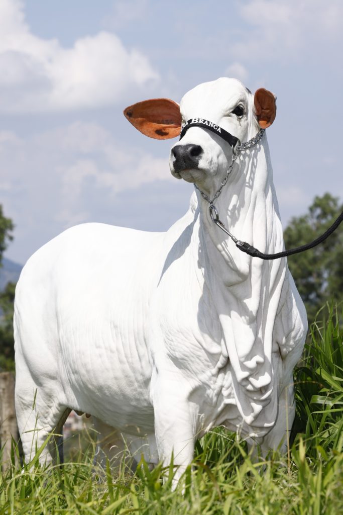 Vaca branca (zebuína) em pé, com cabresto preto escrito "BRANCA" e guia, na grama sob céu azul claro.