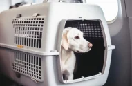 Cachorro em caixa de transporte dentro de um avião; viagem; PET; animais de estimação